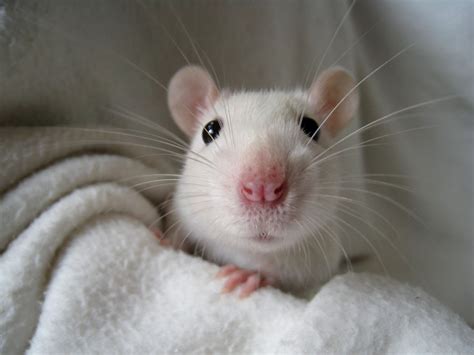 cute rat pictures|cutest rat in the world.